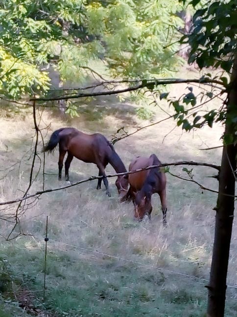 Chevaux Gite Keiko