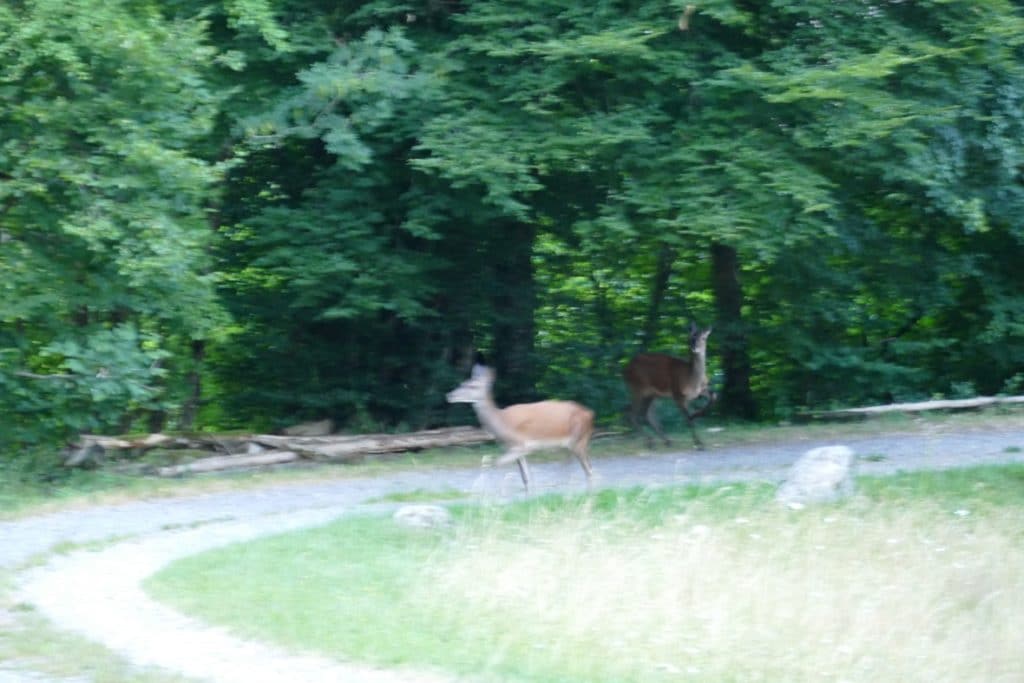 Chevreuils Gite Keiko